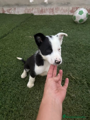 Border Collie perros - Anuncio 3