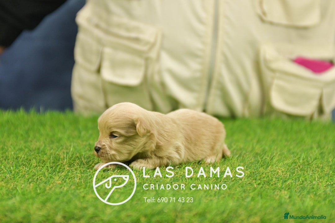 Maltipoo perros en venta: Cachorros de maltipoo disponibles. - Anuncio 3