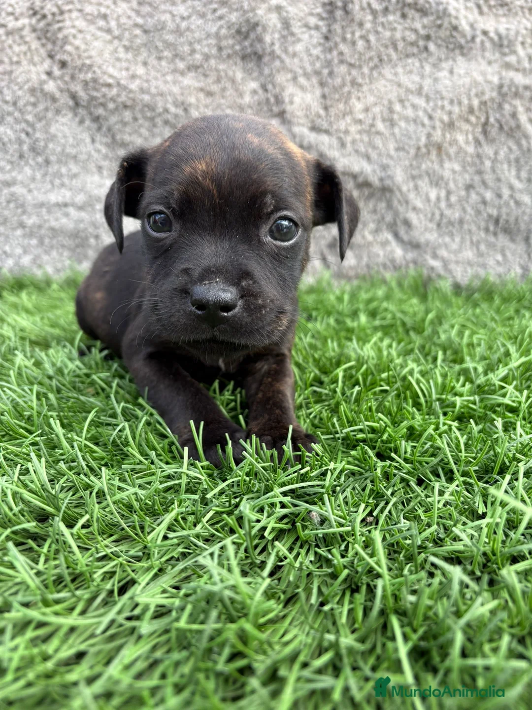Staffordshire Bull Terrier perros en venta: Cachorros Staffordshire Bull Terrier  - Anuncio 3