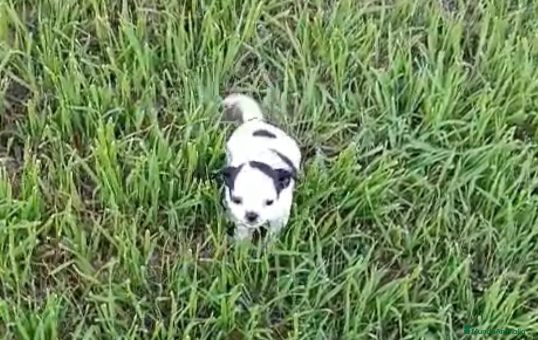 Chihuahua perros en venta: Hembra Chihuhua  - Anuncio 1