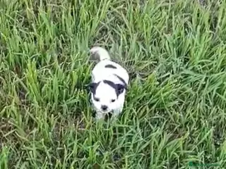 Chihuahua perros Hembra Chihuhua - Anuncio 2