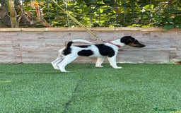 Fox Terrier de Pelo Liso perros en venta: Disponible hembra fox pelo liso . - Imagen 3