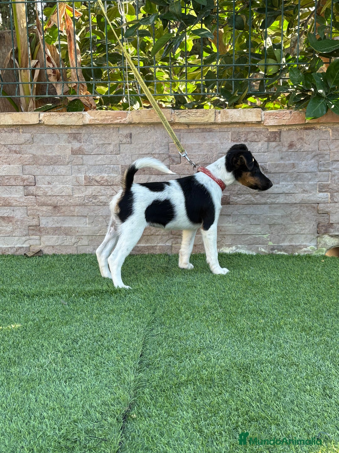 Fox Terrier de Pelo Liso perros en venta: Disponible hembra fox pelo liso . - Imagen 3