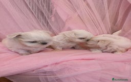 Bichón Maltés perros en venta: Bichón maltes coreano Macho y Hembra  - Imagen 13