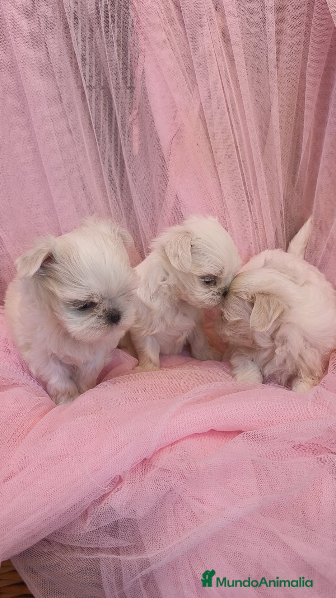 Bichón Maltés perros en venta: Bichón maltes coreano Macho y Hembra  - Imagen 13