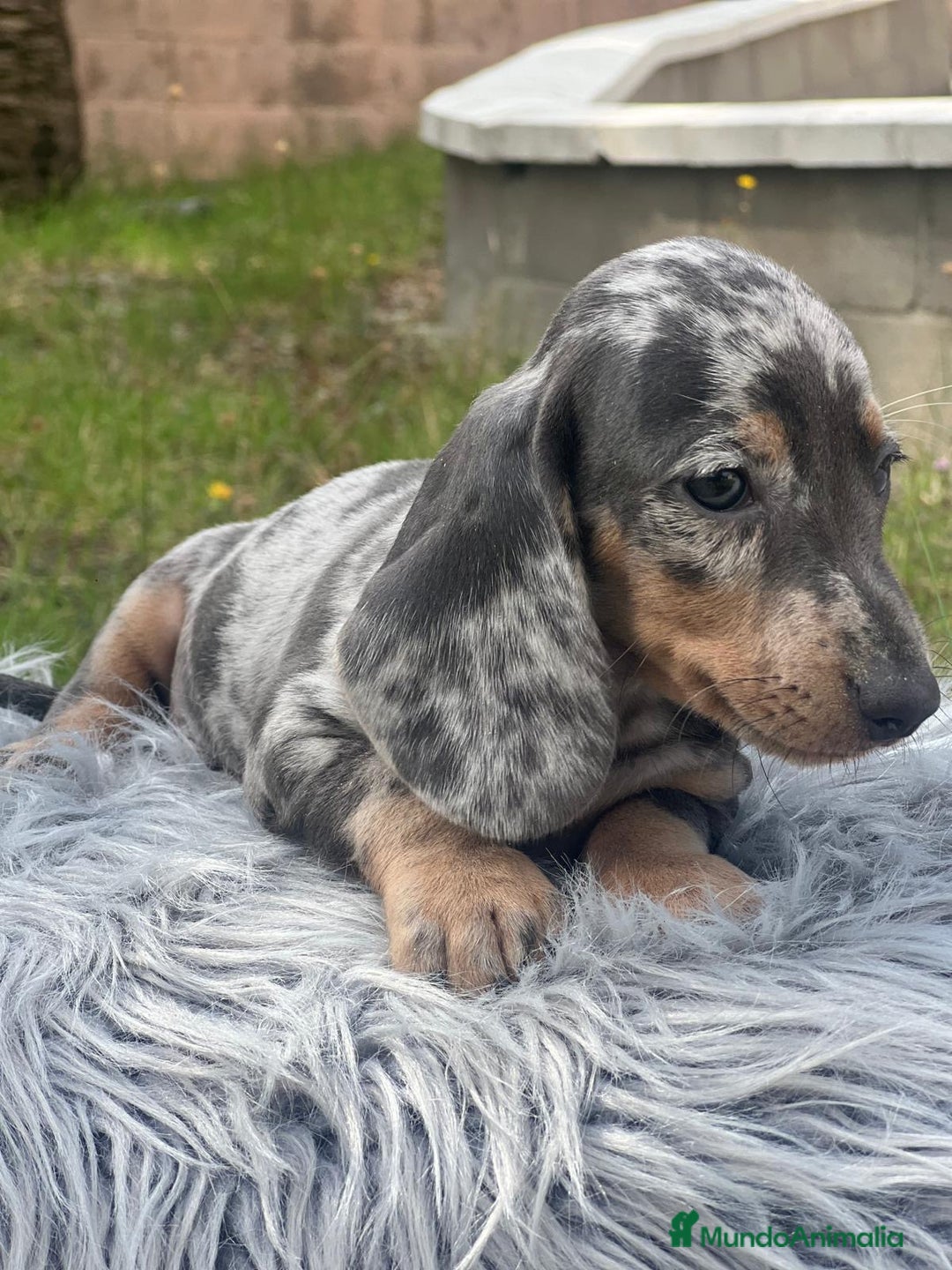 Teckel Miniatura perros en venta: CAMADA TECKEL MINIATURA ISABELLA - Imagen 3