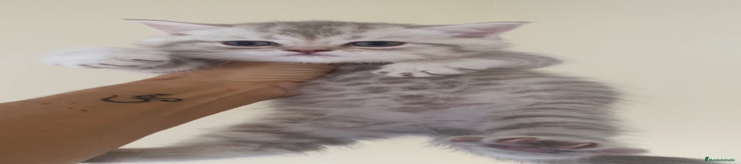 Scottish Straight Gatito 1