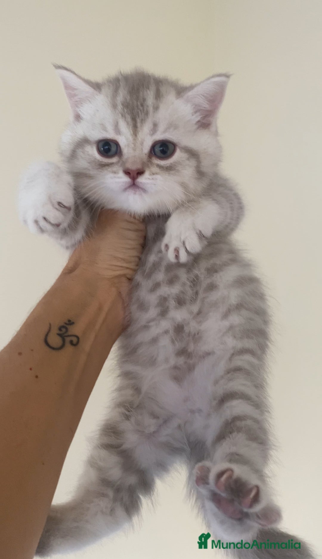 Scottish Straight gatos en venta: Estupendo scottish straight - Anuncio 5