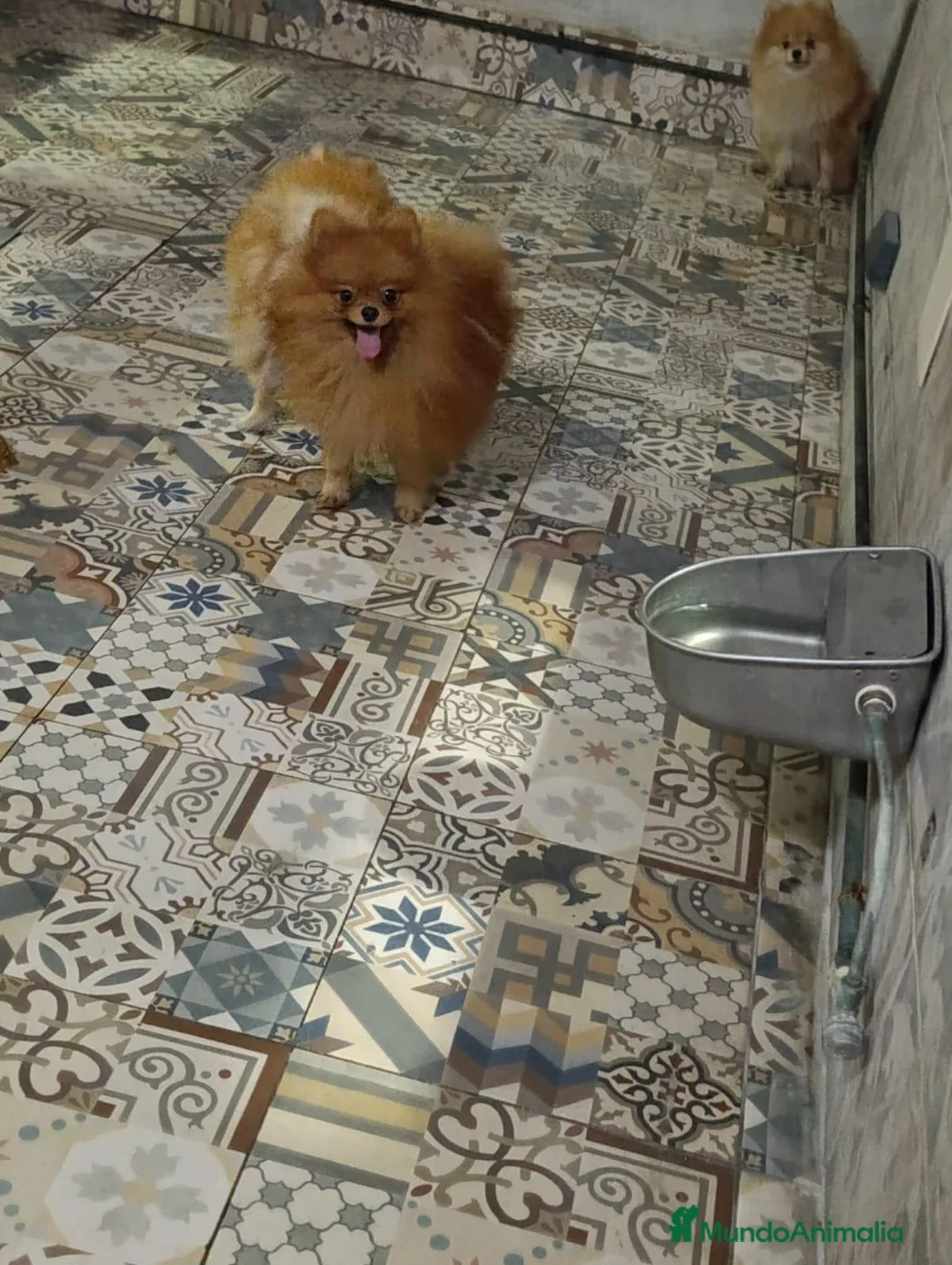 Pomerania perros en venta: Macho 9 meses pomerania  - Anuncio 2