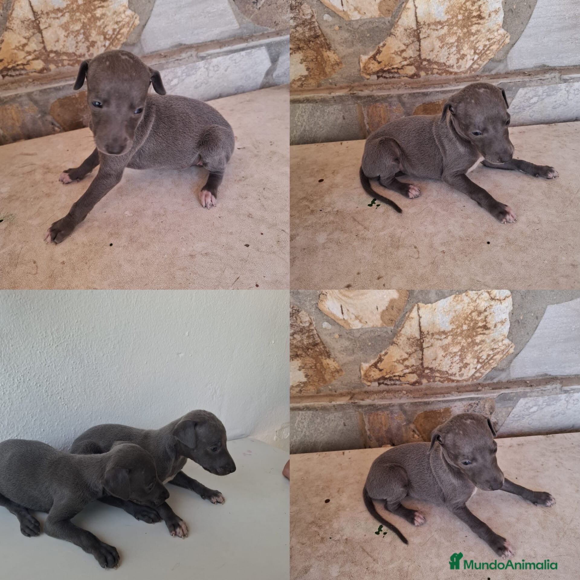 Whippet perros Cachorros de Whippet - Anuncio 1