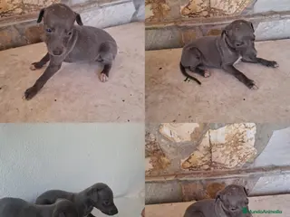 Whippet perros Cachorros de Whippet - Anuncio 1