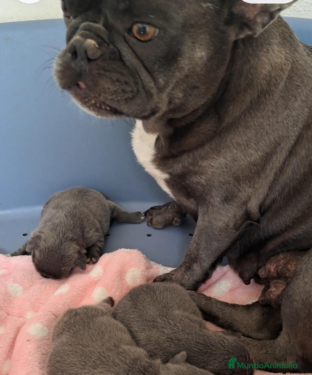 Bulldog Francés perros Bebés Bulldog Francés Blue  - Anuncio 2
