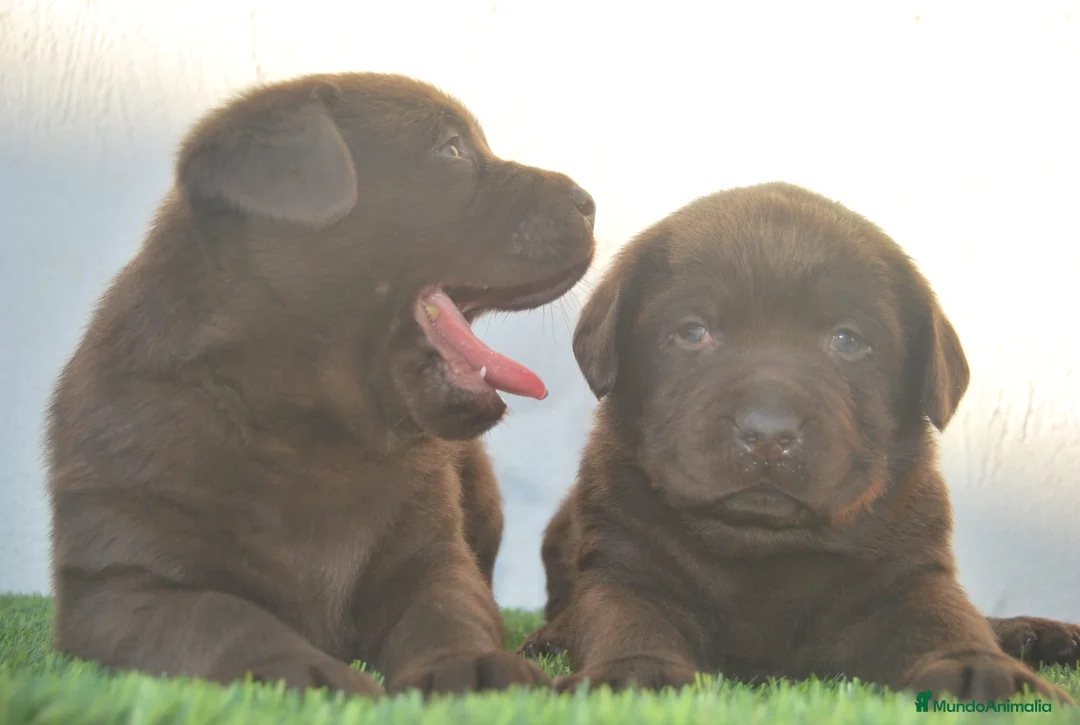 Labrador Retriever perros en venta: CACHORROS DE LABRADOR RETRIEVER COLOR CHOCOLATE en Madrid - Anuncio 2