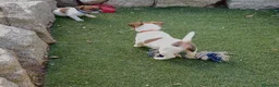 Jack Russell Terrier perros en venta: Cachorros de pelo corto de jack russell - Anuncio 3