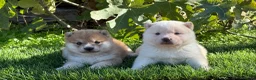 Shiba Inu perros en venta: CAMADA SHIBA INU DISPONIBLE  - Anuncio 1