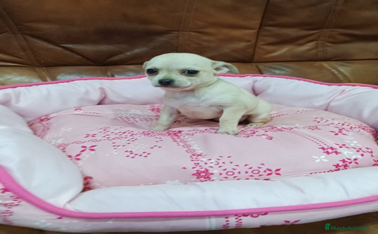 Chihuahua perros Chihuahua toy - Anuncio 1