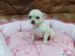 Chihuahua perros Chihuahua toy - Anuncio 1