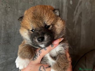 Shiba Inu perros en Barcelona - Anuncio 14