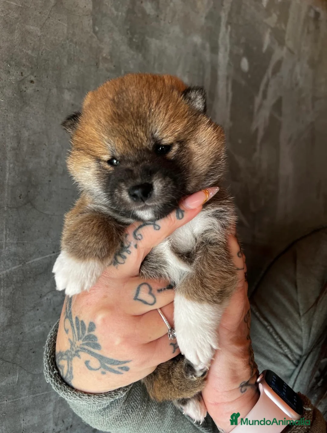 Shiba Inu perros en venta: SHIBA INU DISPONIBLES en Barcelona - Anuncio 1