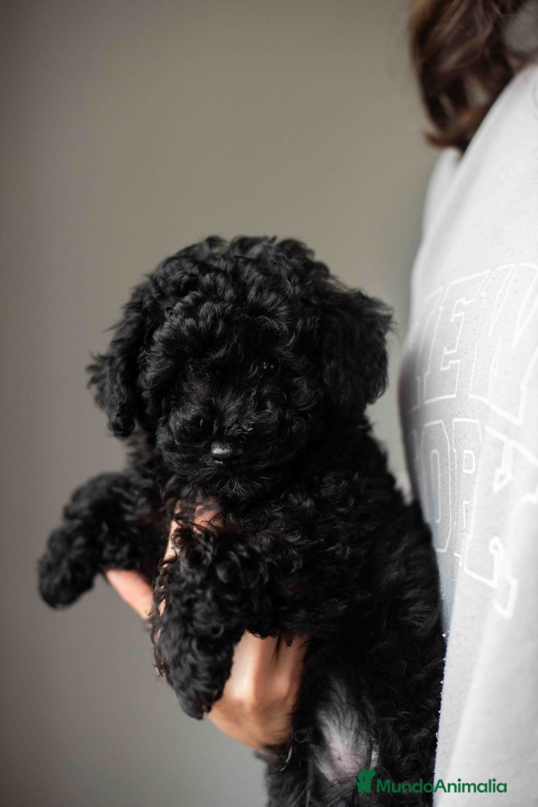 Caniche Toy perros en venta: Caniche toy negro - Anuncio 13