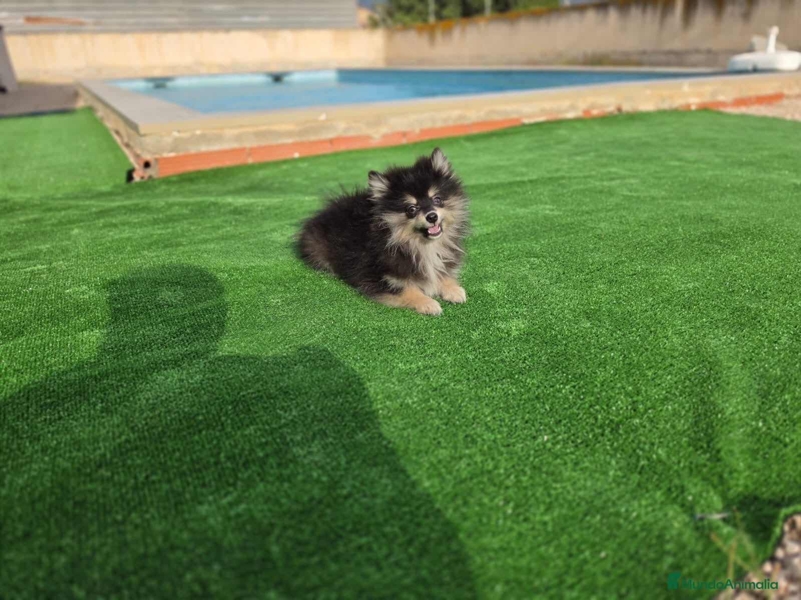 Pomerania perros Cachorritos Pomerania  - Anuncio 1
