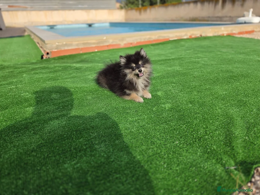 Pomerania perros en venta: Cachorritos Pomerania  - Anuncio 1