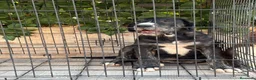 Pastor de Asia Central perros en venta: Cachorro Alabai  - Anuncio 3
