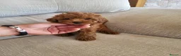 Raza Mixta perros en venta: Caniches  - Anuncio 1