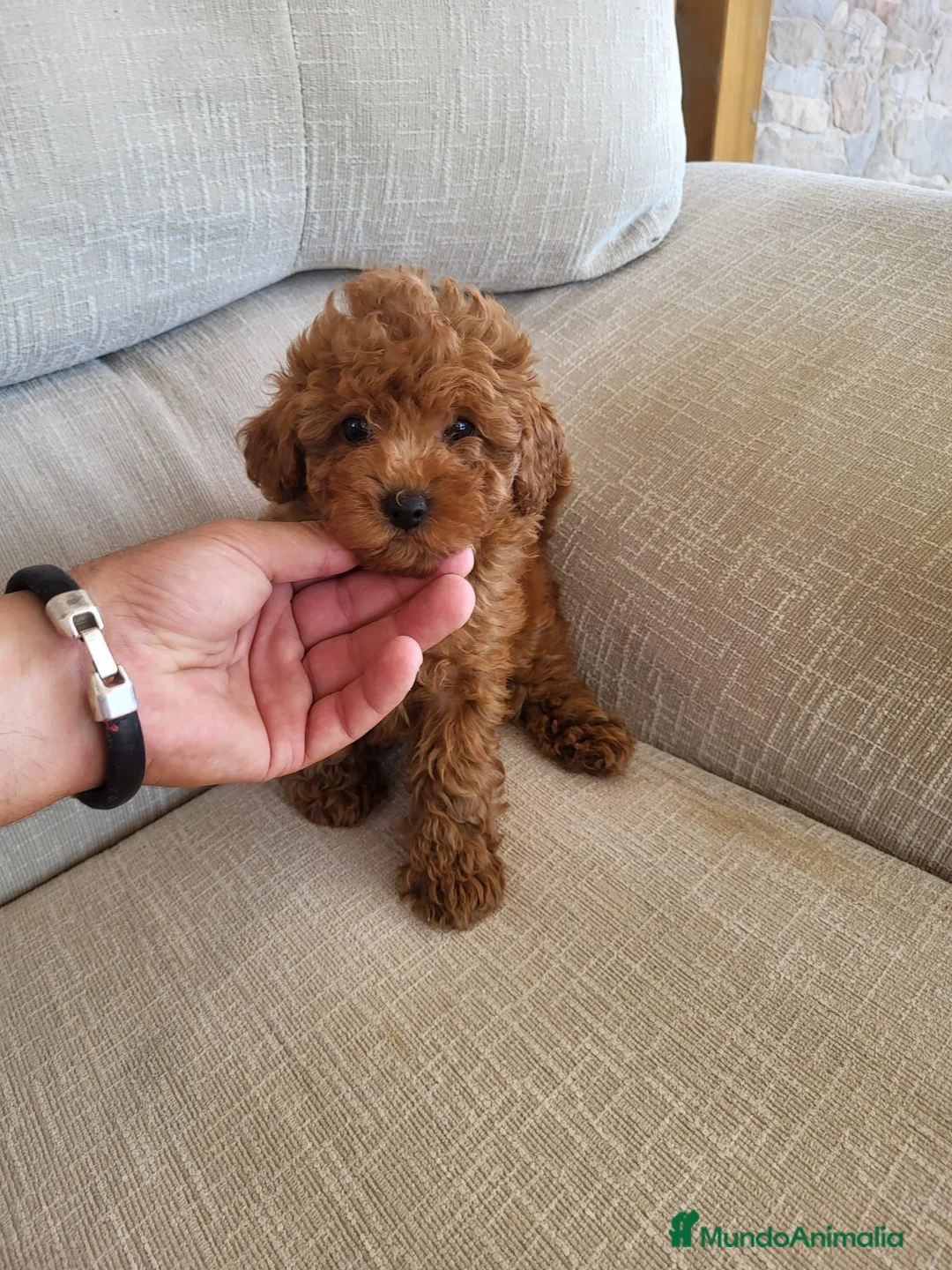 Raza Mixta perros en venta: Caniches  - Anuncio 1
