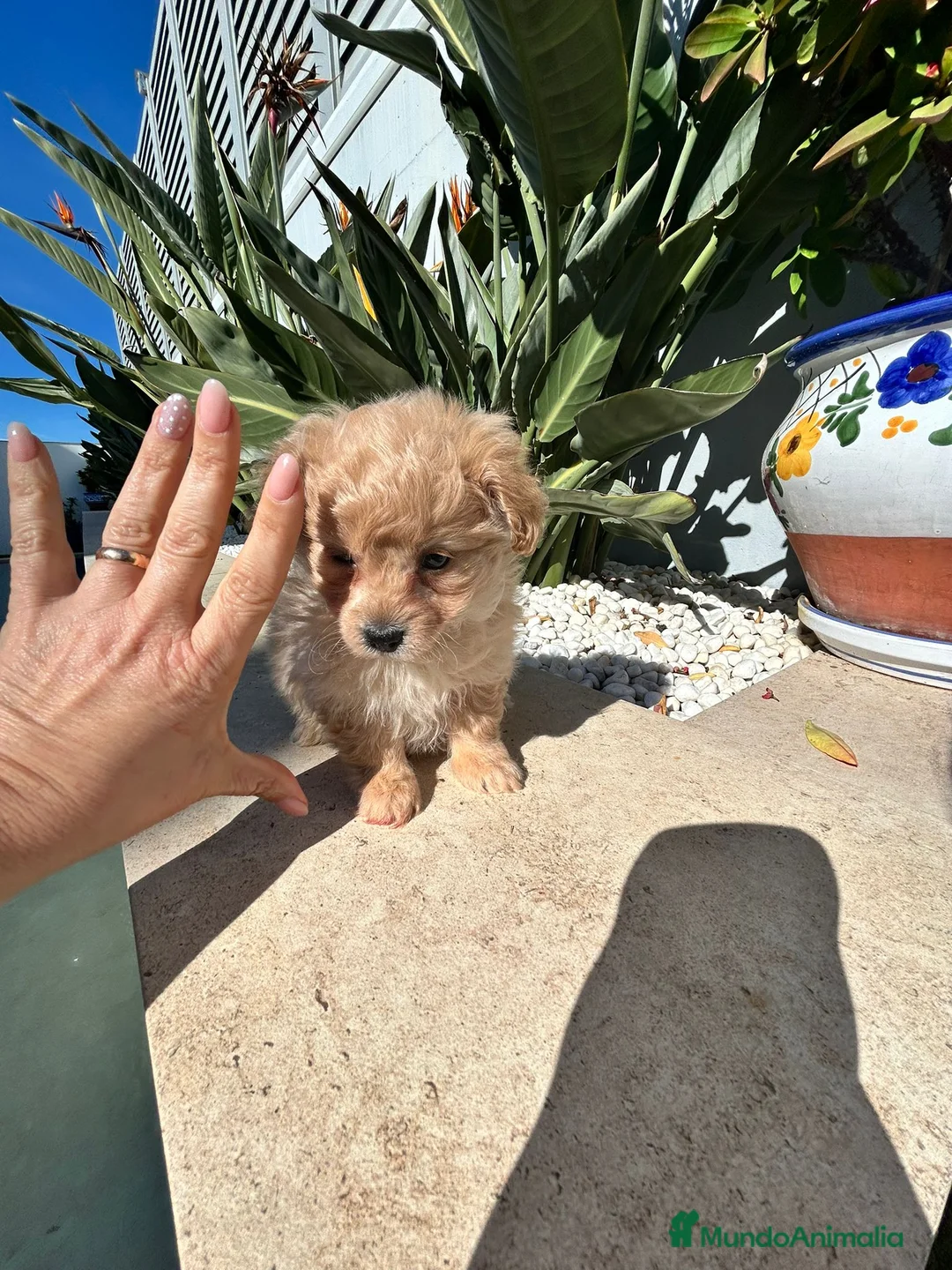 Maltipoo perros en venta: Maltipoo mini  - Anuncio 4