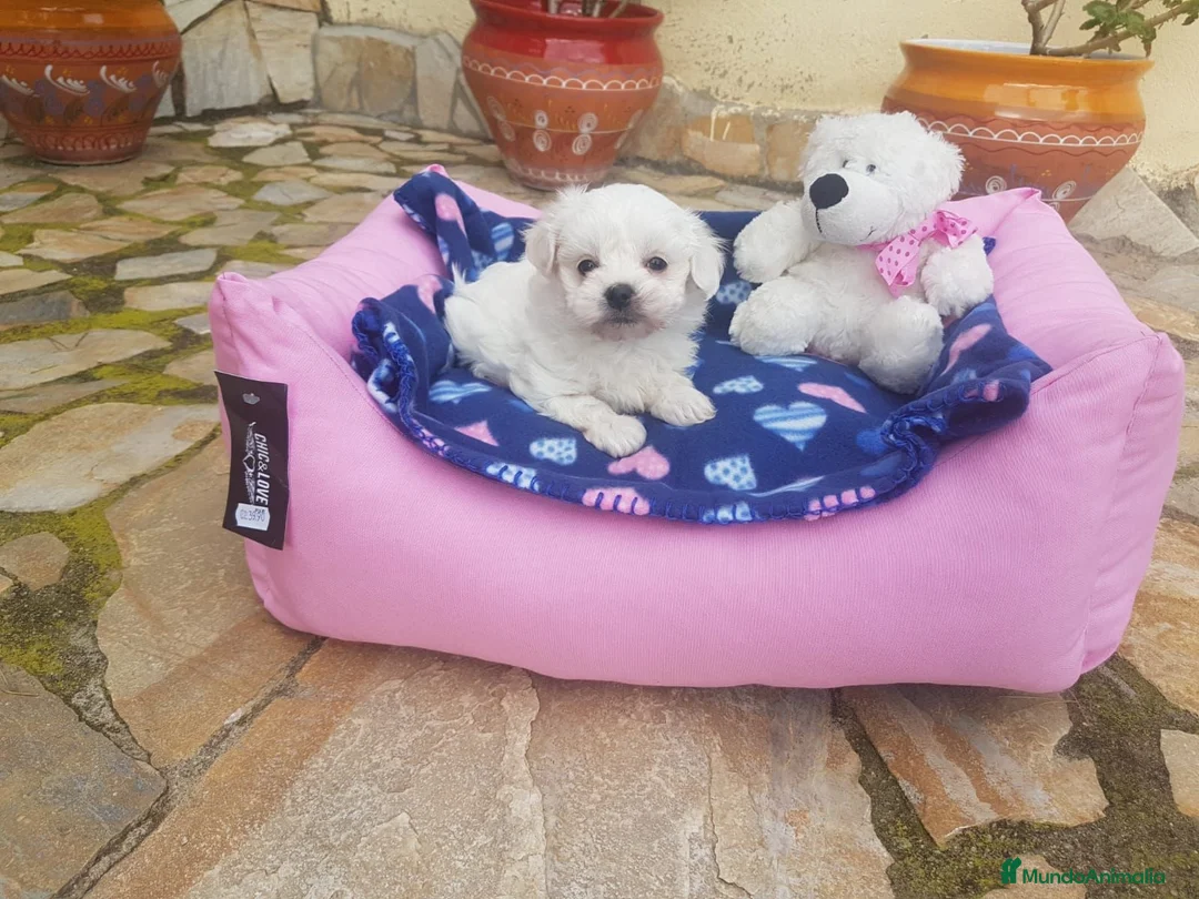 Bichón Maltés perros en venta: Bichón Maltés  - Anuncio 2