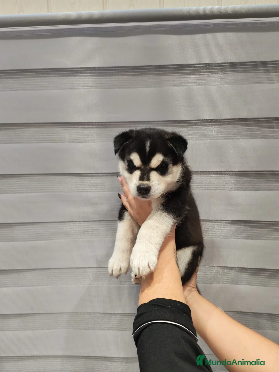 Husky Siberiano perros en venta: Pareja de Husky siberiano - Anuncio 2