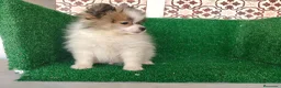 Pomerania perros en venta: Pomerania  - Anuncio 5