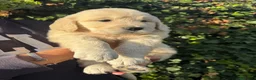 Golden Retriever perros en venta: golden retriever  - Anuncio 6