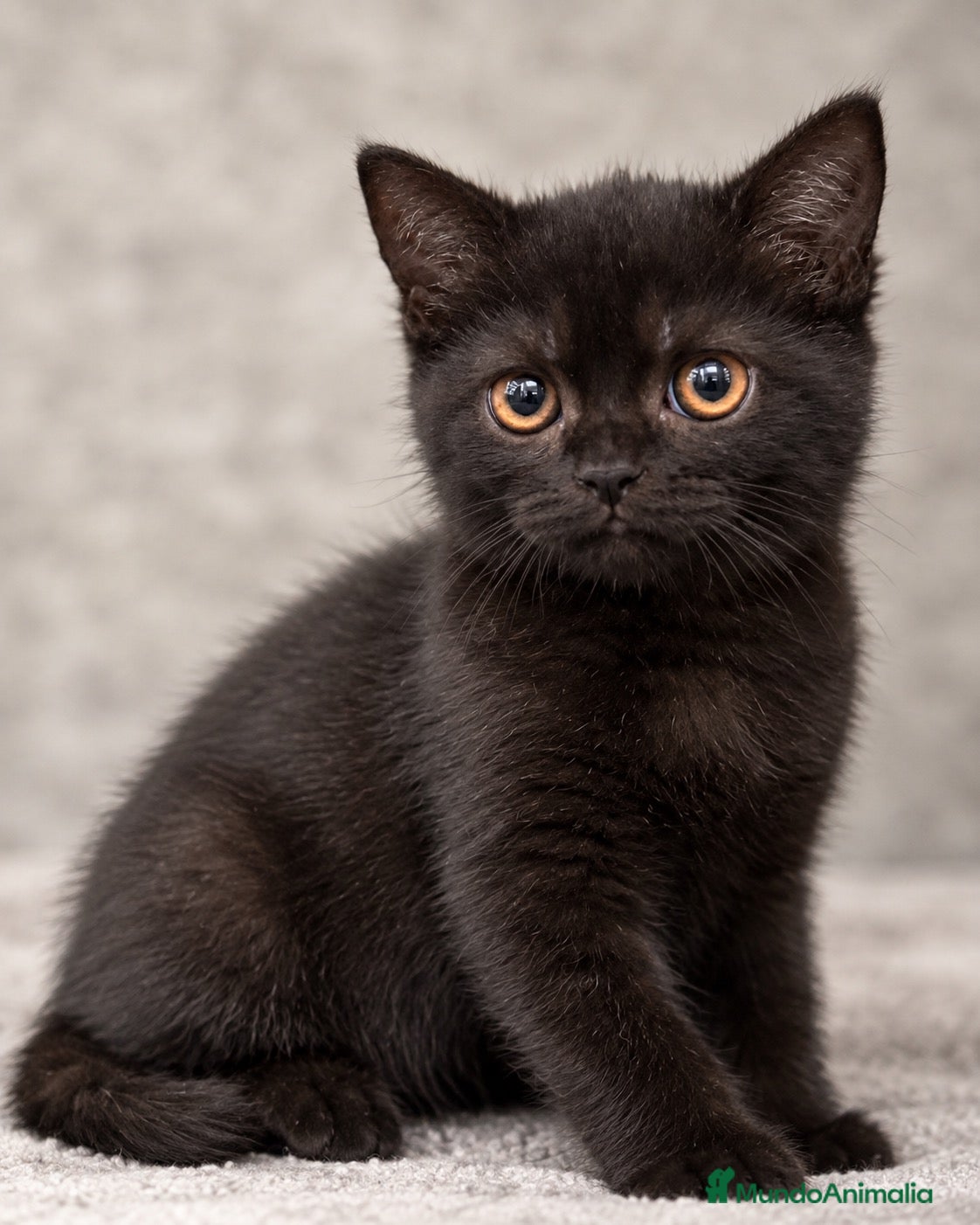 Británico de Pelo Corto gatos BRITISH SHORTHAIR  - Anuncio 2