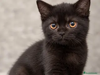 Británico de Pelo Corto gatos BRITISH SHORTHAIR - Anuncio 2