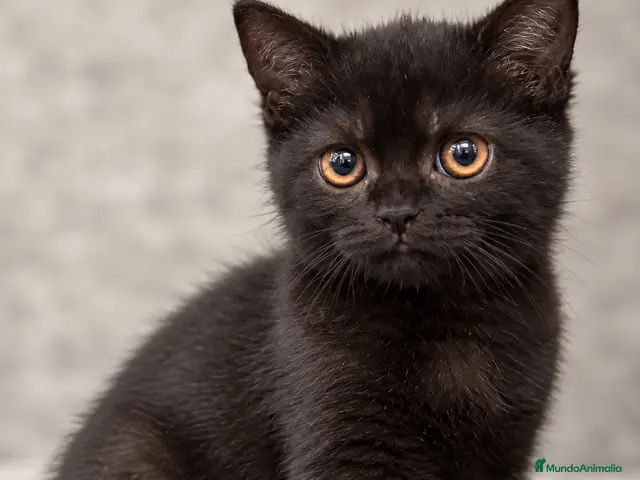 Británico de Pelo Corto gatos BRITISH SHORTHAIR - Anuncio 22