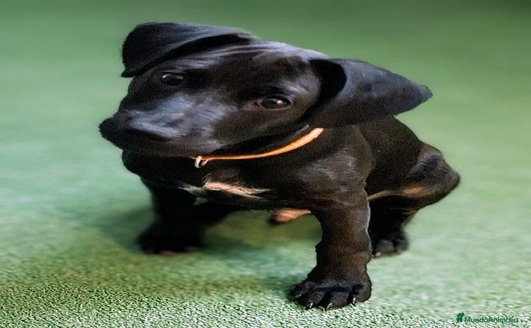 Jack Russell Terrier perros - Anuncio 1