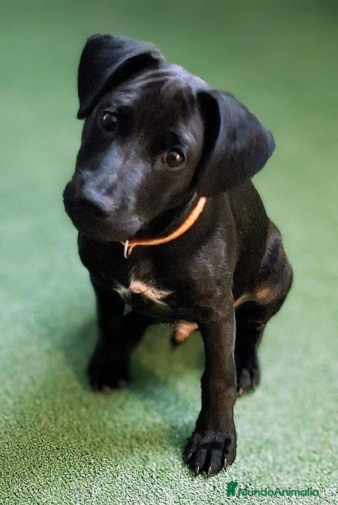 Jack Russell Terrier perros en venta: Patterdale terrier  - Imagen 1
