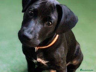 Jack Russell Terrier perros - Anuncio 27