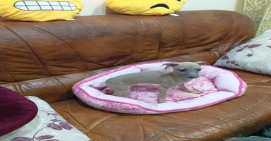 Pequeño Lebrel Italiano perros Piccolos isabelinoa - Anuncio 10