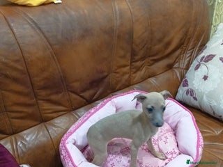 Pequeño Lebrel Italiano perros Piccolos isabelinoa - Anuncio 10