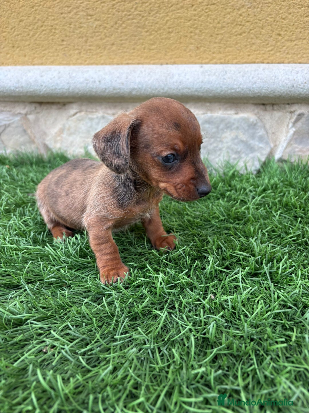 Teckel Miniatura perros en venta: Teckel Kaninchen macho merle diluido  - Anuncio 6