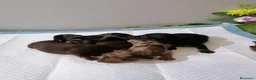 Teckel Miniatura perros en venta: Teckel mini  - Anuncio 7