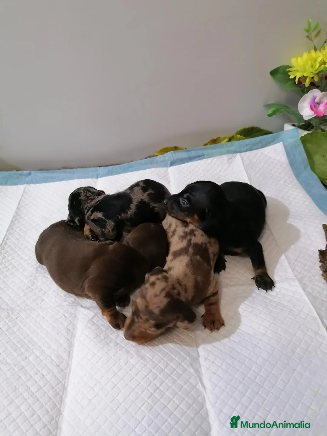 Teckel Miniatura perros en venta: Teckel mini  - Anuncio 7