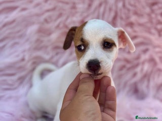 Jack Russell Terrier perros - Anuncio 23