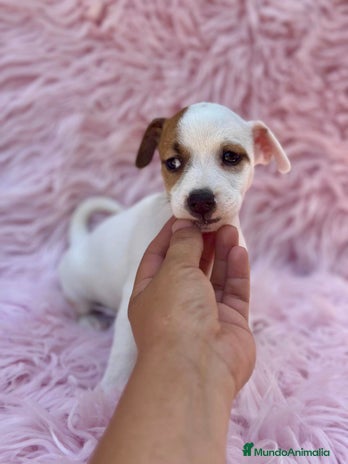 Jack Russell Terrier perros - Anuncio 10
