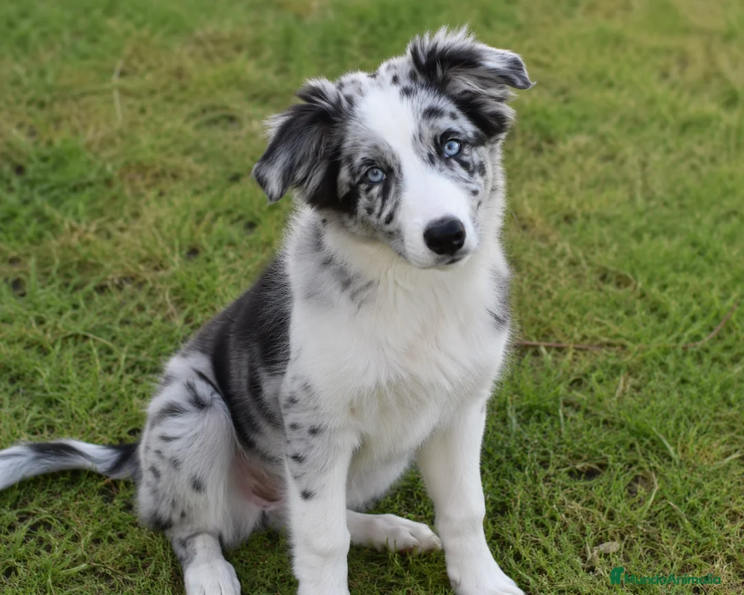 Border Collie perros en venta: BORDER COLLIE MERLE , HEMBRA , PRECIO ADOPCION en Madrid - Anuncio 1