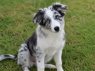 Border Collie perros BORDER COLLIE MERLE , HEMBRA , PRECIO ADOPCION - Anuncio 1