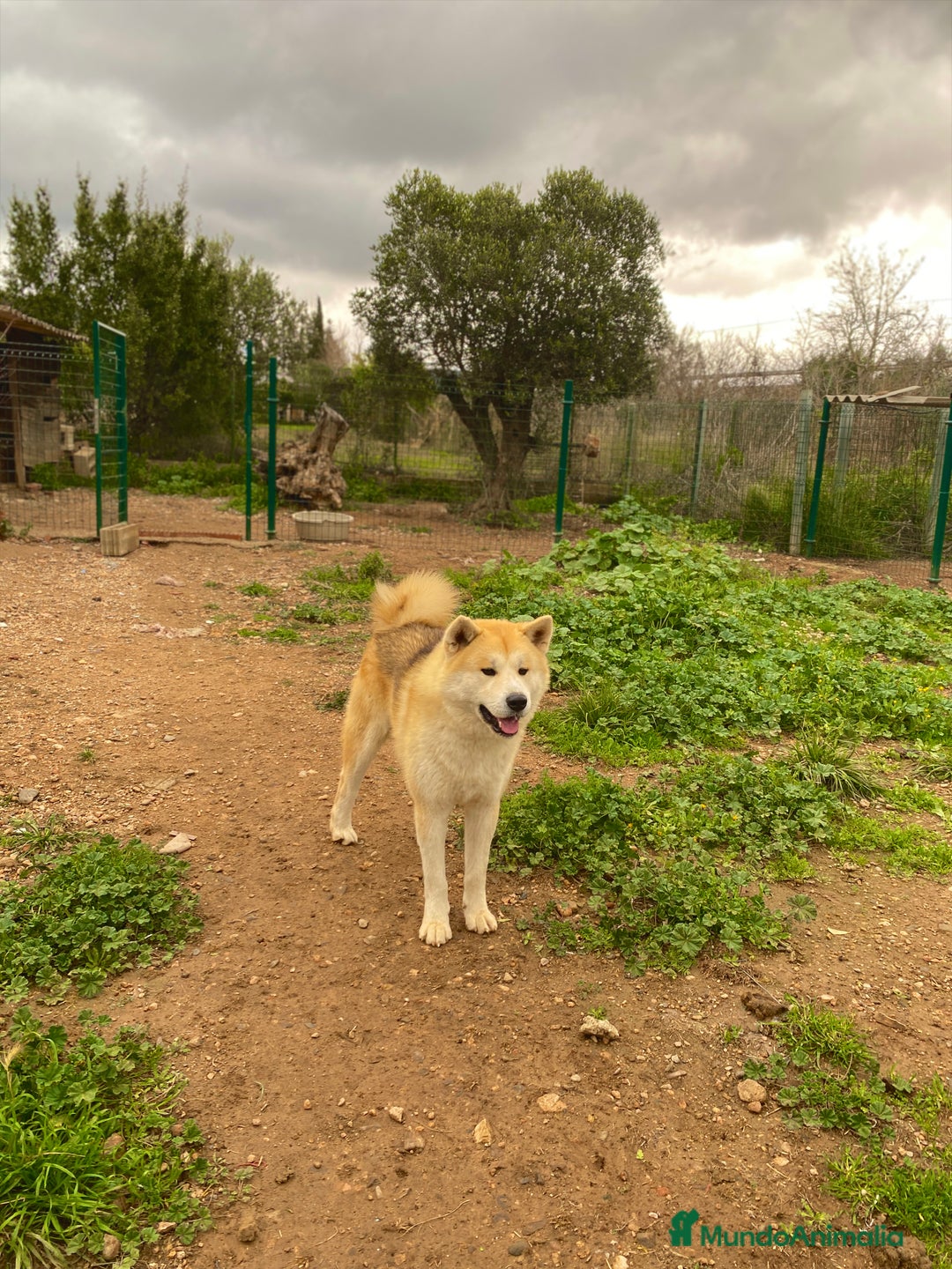 Akita Inu perros en adopcion: Para ADOPCIÓN Akita Inu - Anuncio 2